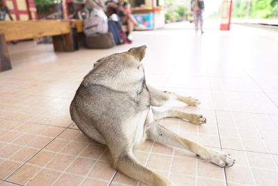 View of a dog resting on tiled floor