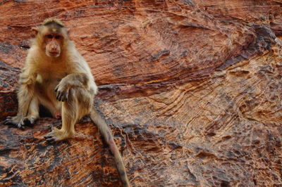 Monkey sitting on rock