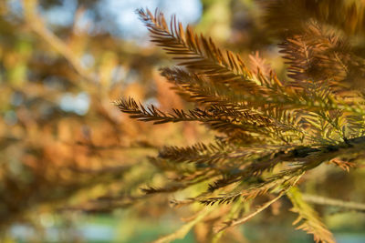 Close-up of plant