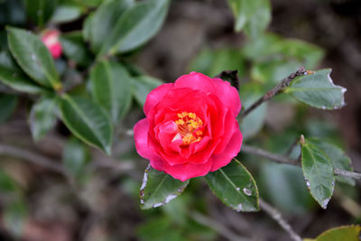 Close-up of pink rose