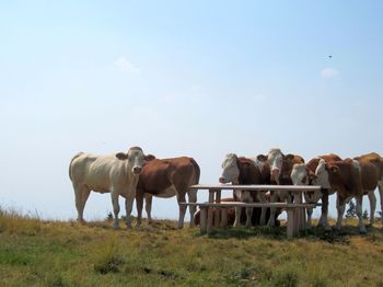 Cows grazing on field against sky