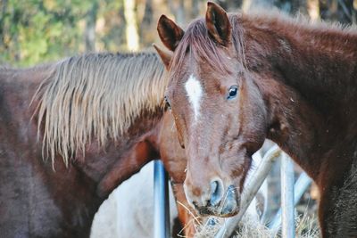 Close-up of a horse in ranch