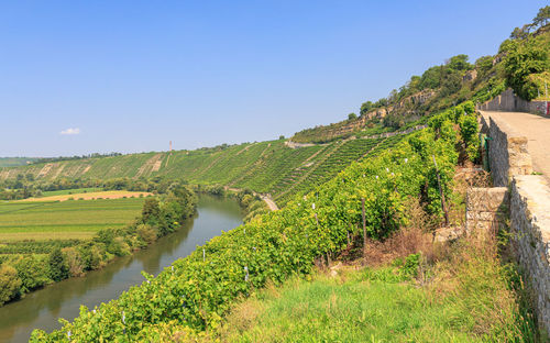 Scenic view of agricultural field against clear sky