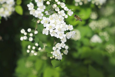 Honey bee on a white flowers. bees collecting nectar and pollen. flying honeybee pollinating flowers