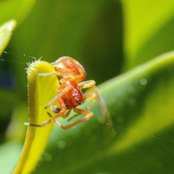 Close-up of insect on plant