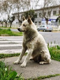 Close-up of dog sitting on street
