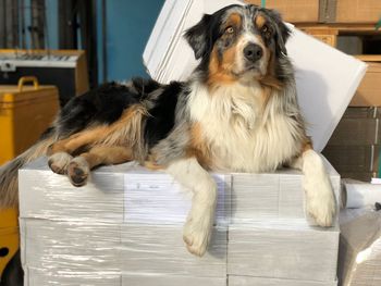 Portrait of dog relaxing on floor at home