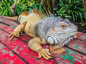 Close-up of iguana