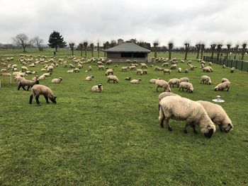 Sheep grazing on field against sky