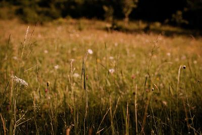 Close-up of grass on field