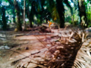 Close-up of spider on web in forest