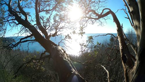 Sun shining through trees