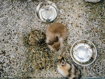 Top view of brown baby rabbits looking each other playing together