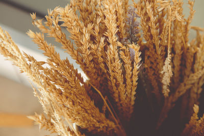 Close-up and selective focus and copy space of beautiful dried bouquet barley and flowers 