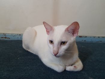 Close-up portrait of white cat