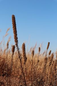 Close-up of wheat field against clear sky