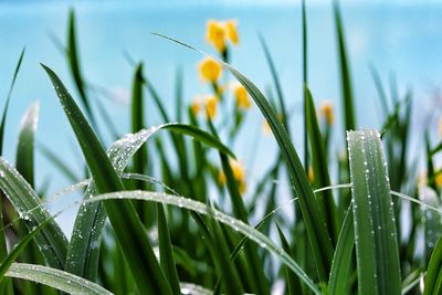 Close-up of dew on plant at field