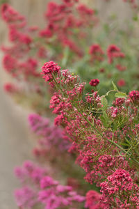 Close-up of pink flowers