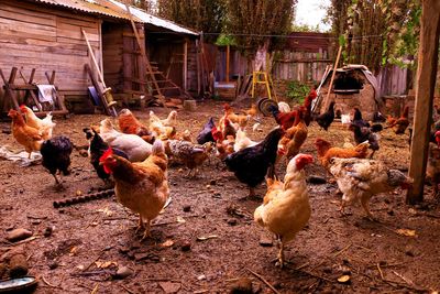 Flock of birds in farm