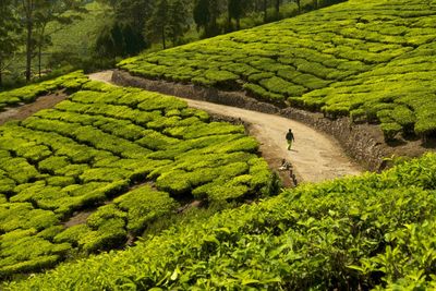 Scenic view of agricultural field in forest