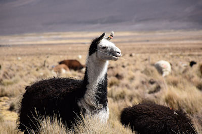 Friendly alpaca chewing grass