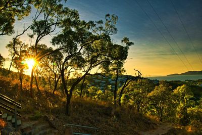Trees against sky during sunset