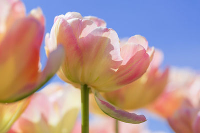 Close-up of pink flowering plant against sky