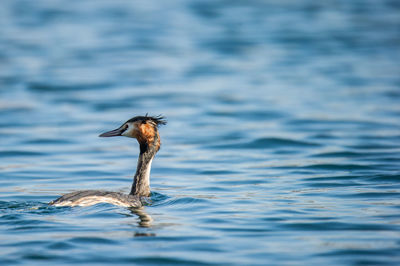 Duck swimming in lake