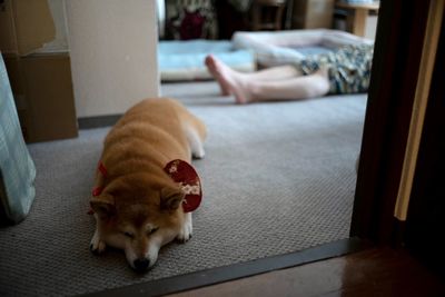 View of a dog looking away at home