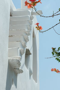 Low angle view of flowers against sky