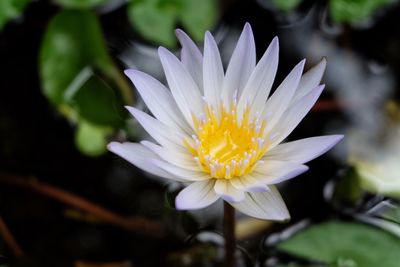 Close-up of flower blooming outdoors