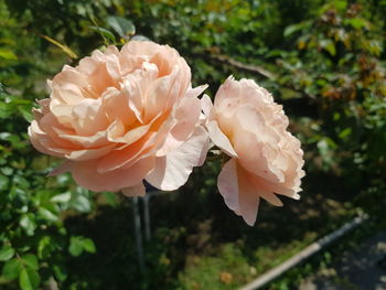 Close-up of white rose