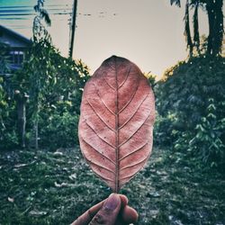 Close-up of hand holding maple leaf