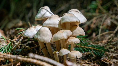 Close-up of mushrooms growing on land