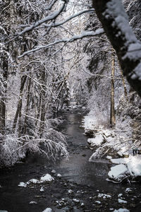 Scenic view of frozen lake in forest