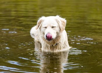 Portrait of dogs running in lake