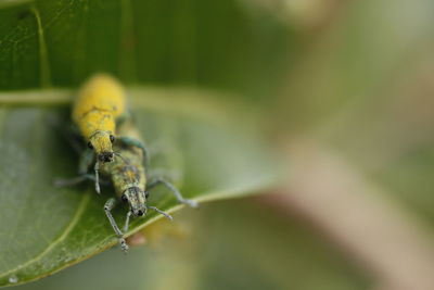 Close-up of spider on plant