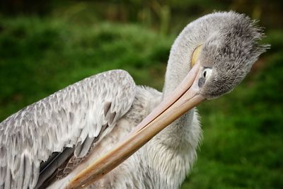 Close-up of pelican preening