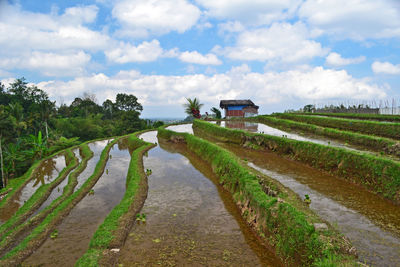 Scenic view of agricultural field against sky. jatiluwih rice terrace, tabanan, bali, indonesia