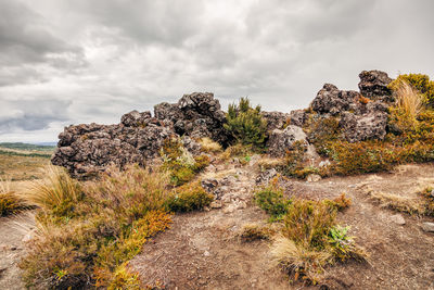 Plants growing on rocks against sky