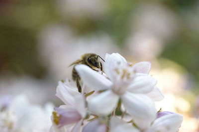 Close-up of bee pollinating on flower