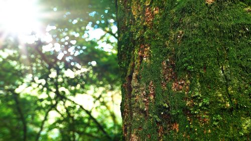 Low angle view of bamboo trees in forest