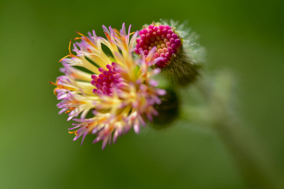 flower, freshness, fragility, petal, flower head, growth, close-up, beauty in nature, focus on foreground, nature, pink color, plant, blooming, single flower, selective focus, in bloom, blossom, stem, purple, botany