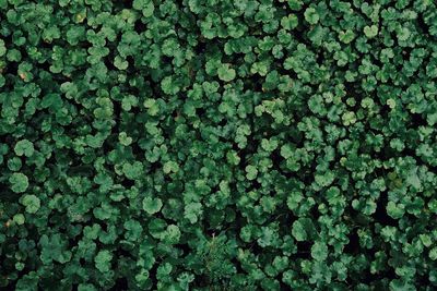 Full frame shot of ivy