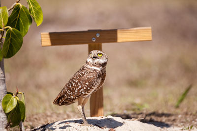 Burrowing owl athene cunicularia perched outside its burrow on marco island, florida