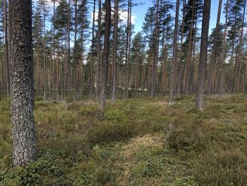 Trees in forest