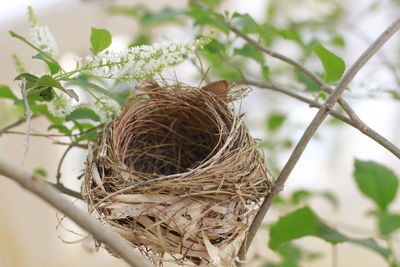 Close-up of bird nest on plant