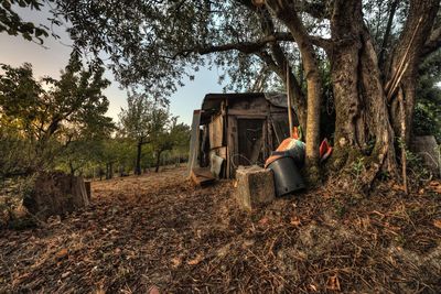 Rural view of a countryside with shack at the foot of an olive tree. hdr photography. 