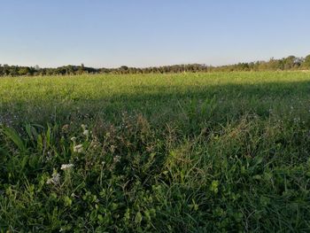 Scenic view of field against clear sky