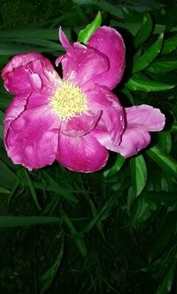 Close-up of pink flowers